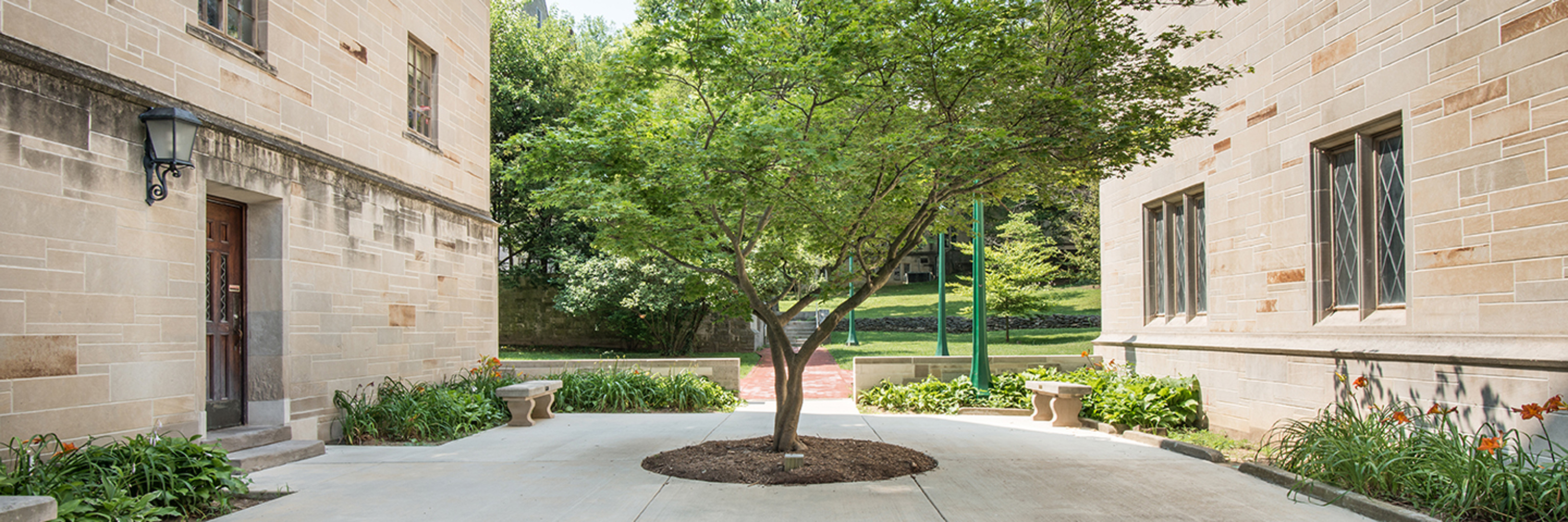 Tree growing in the courtyard by Sycamore Hall.